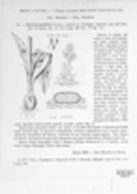 Botrytis tulipae image